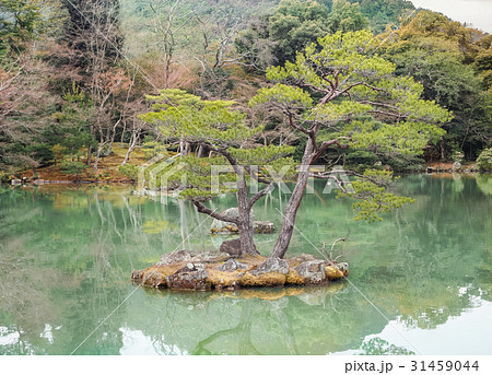 Beautiful bonsai trees In a japanese style garden Beautiful bonsai trees In a japanese style garden 31459044