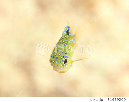 ルリホシスズメダイ幼魚 ルリホシスズメダイ幼魚 31459209