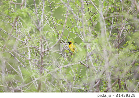 ミナミメンガタハタオリ 31459229