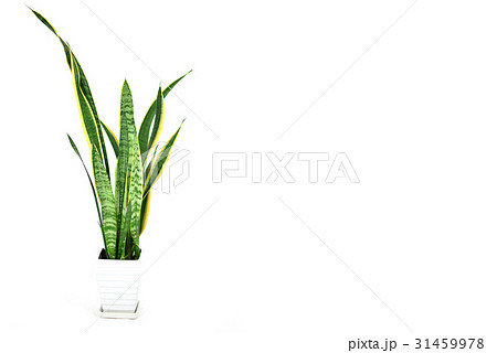 サンスベリア サンセベリア 鉢植え 緑 葉 サンスベリア サンセベリア 鉢植え 緑 葉 31459978