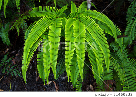 Fern leaf in Forest 31460232