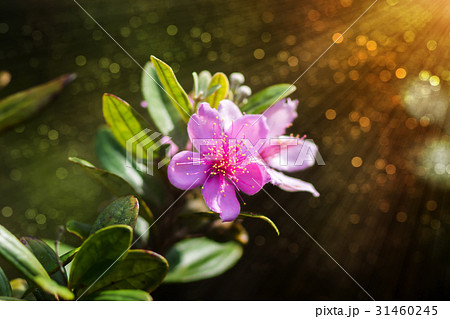 Pink wildflowers 31460245