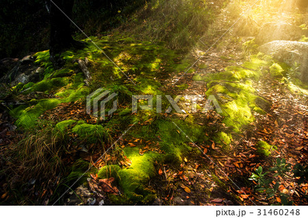 Green moss in the forest with sunlight. 31460248