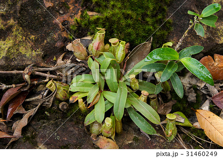 tropical pitcher plants 31460249