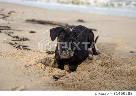 Black puppies playing the sand. 31460288