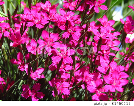3 4月の春に咲く赤い小さな花 ナデシコ科のダイアンサス 別名ナデシコ の写真素材