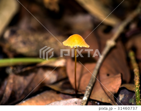 Tiny pixie cap (Galerina calyptrata) Tiny pixie cap (Galerina calyptrata) 31460737