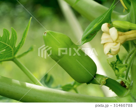 Baby green papaya on tree. 31460788