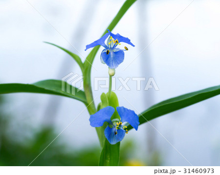Blue wildflowers Blue wildflowers 31460973