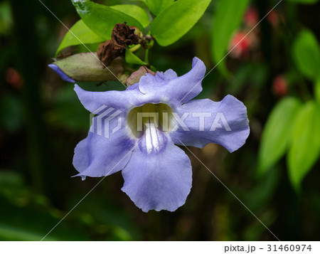 Close up of Thumbergia laurifolia Lindl flower. 31460974