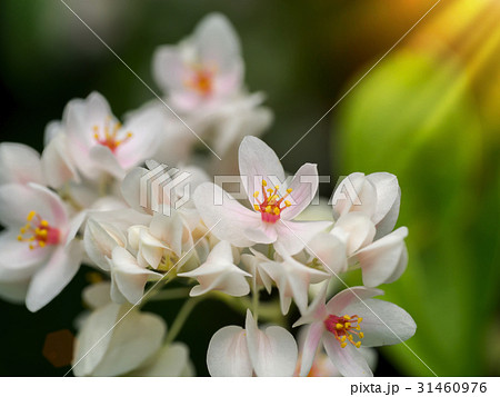 White Mexican Creeper in the garden. 31460976