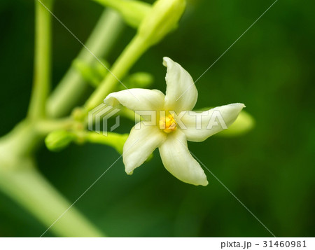 Papaya flower on tree 31460981