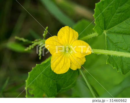 Boston pickling cucumber growing on vine Boston pickling cucumber growing on vine 31460982
