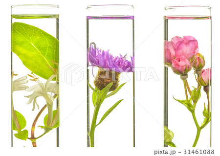 Laboratory, Pink, honeysuckle, thistle and dandelion in test tub 31461088