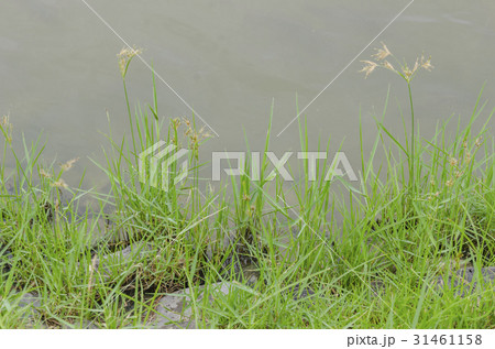 Green grass on the water Green grass on the water 31461158