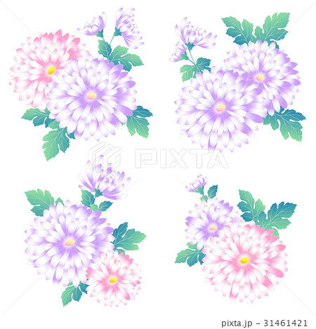 日本的な菊の素材 日本的な菊の素材 31461421