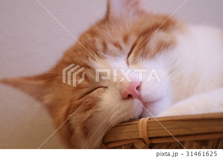 猫（雑種）ペット 31461625