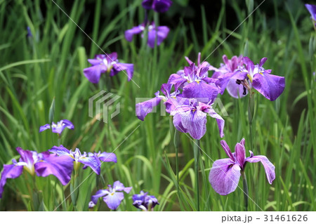 ショウブの花 31461626