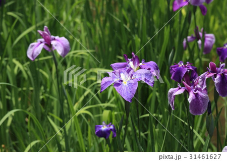 ショウブの花 31461627