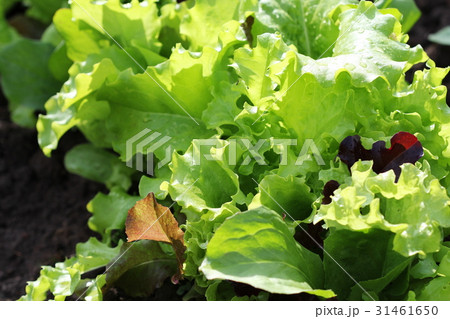 Fresh green curly Lettuce salad background. Fresh green curly Lettuce salad background. 31461650