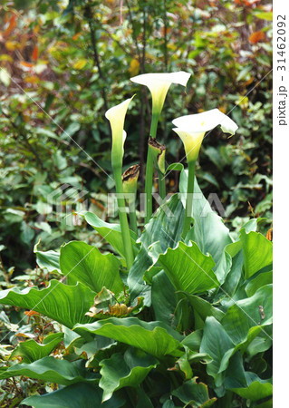 クワズイモ 植物 工場 31462092