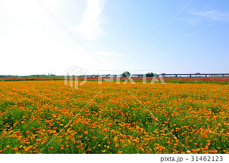 オレンジ色のポピー畑 荒川河川敷 川幅日本一の橋　空広め 31462123