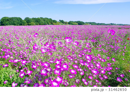麦なでしこ畑と青い空　荒川河川敷　広角 手前にフォーカス　明るめ 31462650