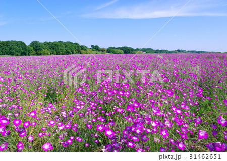 麦なでしこ畑と青い空 荒川河川敷 広角 引き 麦なでしこ畑と青い空 荒川河川敷 広角 引き 31462651