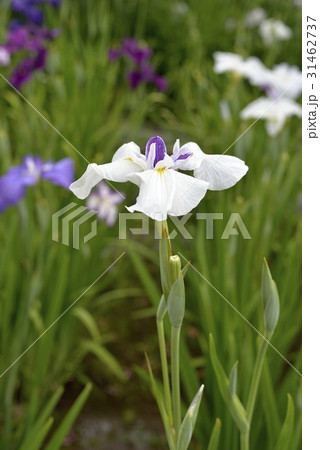 花菖蒲 31462737