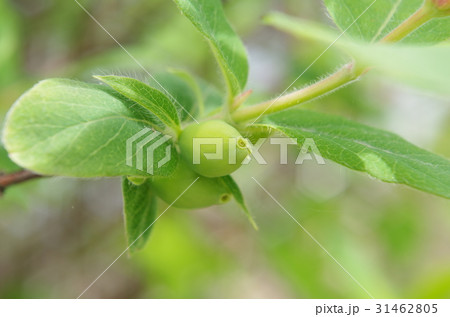 緑のハスカップ 31462805