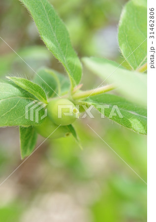 緑のハスカップ 31462806