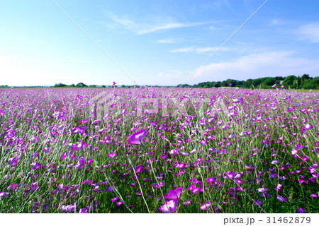 麦なでしこ畑 青い空と彼方の橋の背景ボケ　荒川河川敷 低い視点 a 31462879