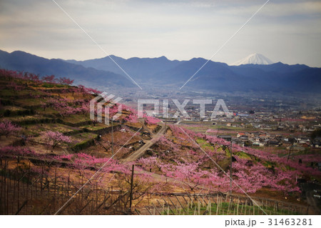 桃の花と富士山 桃の花と富士山 31463281