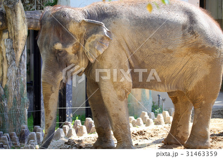 アジアゾウ アジアゾウ 31463359