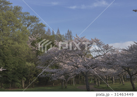 花、桜@檜尾公園、堺市 花、桜@檜尾公園、堺市 31463449