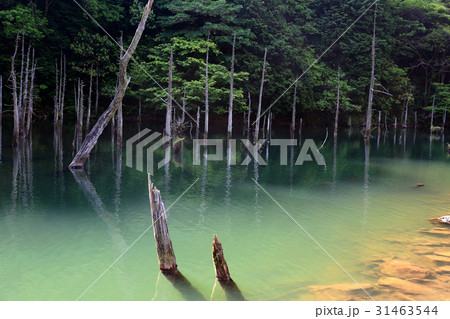 水没林 31463544