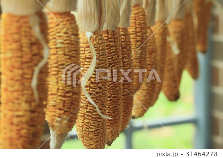 Corn cob Corn cob 31464278