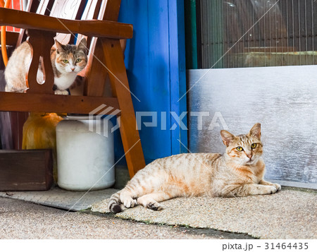 猫 ねこ ネコ 31464435