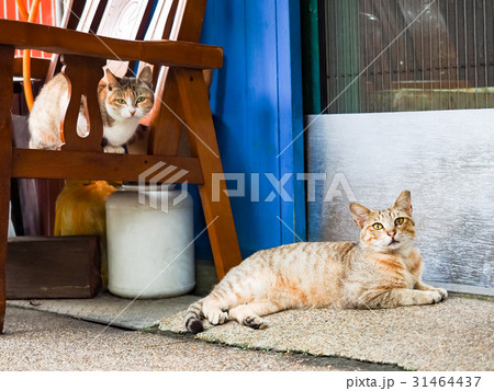 猫 ねこ ネコ 31464437