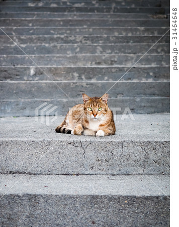 Ａ ア 1こ 31464648