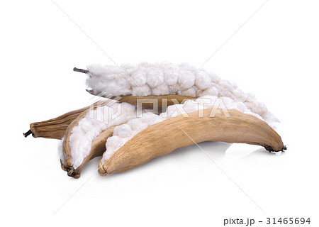 White silk cotton(Bombax ceiba) pod isolated White silk cotton(Bombax ceiba) pod isolated 31465694