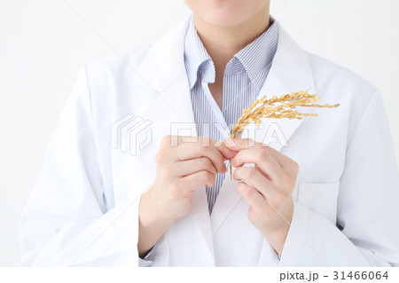 お米・研究 31466064