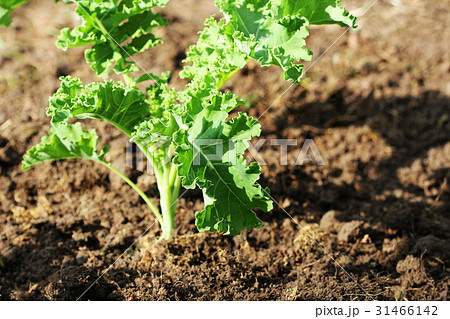 Young kale growing in the vegetable garden 31466142