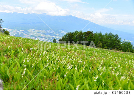 スズラン山野草公園からの絶景 31466583