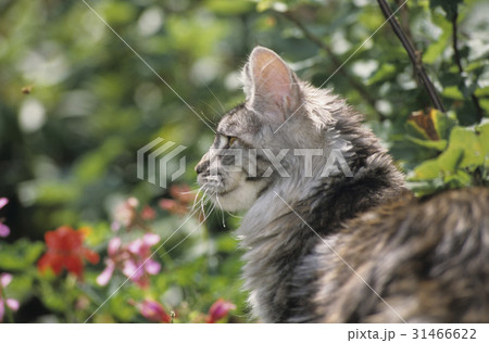 Maine Coon Cat outdoor Maine Coon Cat outdoor 31466622
