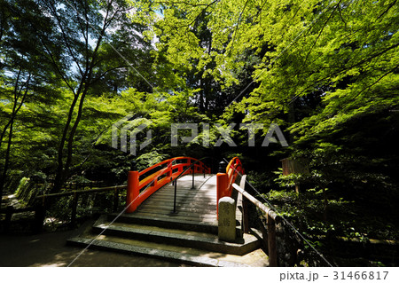 国史跡 期間限定公開 御土居の青もみじ 北野天満宮 の写真素材