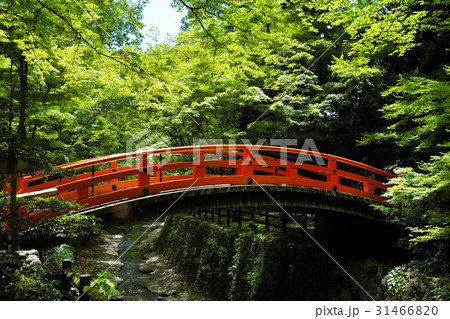 国史跡 期間限定公開 御土居の青もみじ 北野天満宮 の写真素材