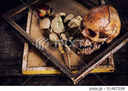 still life with human skull and roses dried 31467298