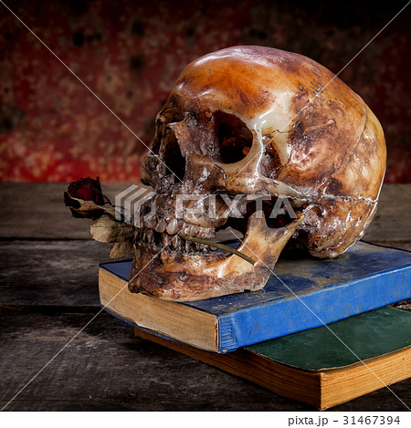 still life with human skull and roses dried still life with human skull and roses dried 31467394