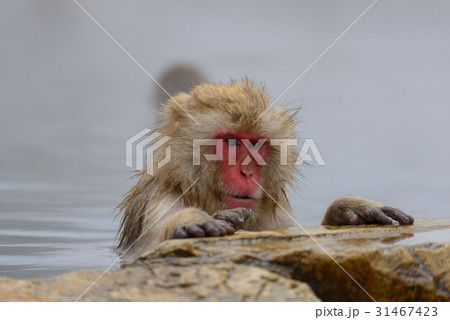 温泉に入るサル　長野　地獄谷野猿公苑 31467423